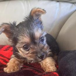 Yorkshire Terriers from Courtney’s Darling Yorkies