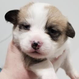 American Corgi and Pembroke Welsh Corgi Puppies from The Adirondack Corgi