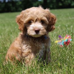 Australian Labradoodle Puppies from IvyLane Labradoodles