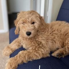 French Bulldog and Goldendoodle Puppies from The Pup Spot