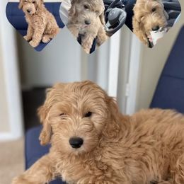French Bulldog and Goldendoodle Puppies from The Pup Spot