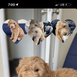 French Bulldog and Goldendoodle Puppies from The Pup Spot