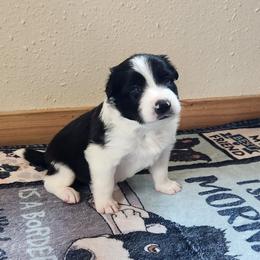 Night - Black and white male Border Collie puppy in Morgan, Texas from Shooting Star Ranch