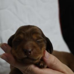 Reese (black collar) - Red male Dachshund puppy in Prospect, Oregon from Spunky Sausage Pups