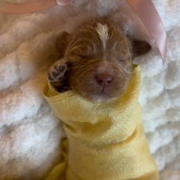 Soleil - Red  female Goldendoodle puppy in Gilbert, Arizona from Sunny Doodles