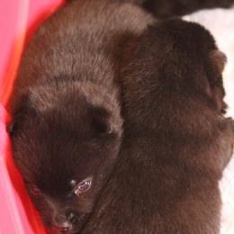 Schipperke Puppies from Walking Hart Schipperkes