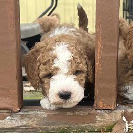 Goldendoodles from Northern Stars Doodles