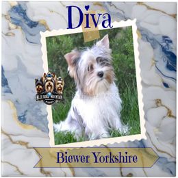 Diva - Biewer Terrier