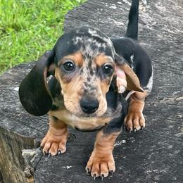 Shiloh - Dapple female Dachshund puppy in Industry, Illinois from KDKs Kennels