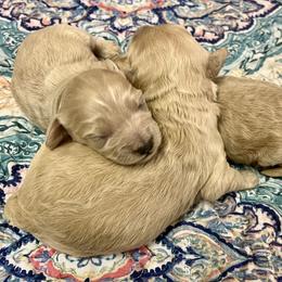 Goldendoodle puppies from Oodles O'Doodles