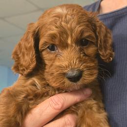 Sunny - Red male Cockapoo puppy in Conklin, Michigan from Lake Michigan Couture Cavapoos & Cockapoos