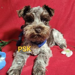 Companion Cross, Miniature Schnauzer, and Yorkshire Terrier Puppies from Puppy Sugars Kennels