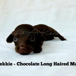 Brekkie - Chocolate and tan male Dachshund puppy in Quitman, Mississippi from S-and-A Kennels