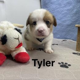 Tyler - Red male Pembroke Welsh Corgi puppy in Apison, Tennessee from Ashmore Corgis