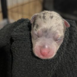 Fox - Blue merle male Chihuahua puppy in Austin, Indiana from Dog Bones N Harmony