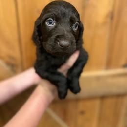 Red - Chocolate male Boykin Spaniel puppy in Barney, Georgia from Price & Co.