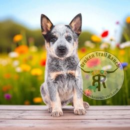 Tatum - Blue speckled male Australian Cattle Dog puppy in Kalispell, Montana from BTR Australian Cattle Dogs