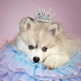 Pomsky Puppies from Bluebird House of Pomsky