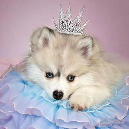 Pomsky Puppies from Bluebird House of Pomsky