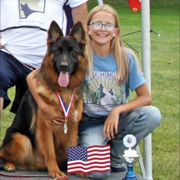 Fiji - German Shepherd