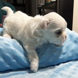 Maltese Puppies from Platinum Dunes Maltese