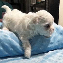 Maltese Puppies from Platinum Dunes Maltese