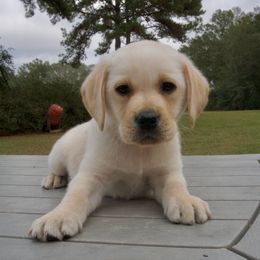 Orange Collar - Yellow male Labrador Retriever puppy in Husser, Louisiana from Kristen