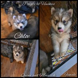 Chloe - Gray and white female Siberian Husky puppy in Bloomfield, Indiana from Paiges lil huskies