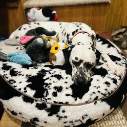 Basset Hound and Dalmatian Puppies from Lazy B Bassets and Dalmatians