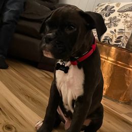 Boxer Puppies from Winchester Boxers