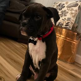 Boxer Puppies from Winchester Boxers