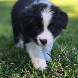 Silks - Black and white female Border Collie puppy in Olney, Illinois from Heronwood Border Collies