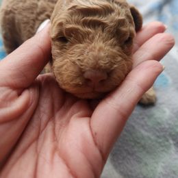 Cavapoo and Poodle Puppies from Blue Meadow Puppies