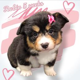 Robin - Black and white female American Corgi puppy in Mansfield, Ohio from Moonrise corgis