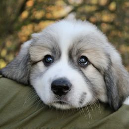 Great Pyrenees Puppies from White O'Morn Farm AKC Great Pyrenees
