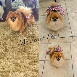 Chacha - Pomeranian