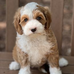 Australian Labradoodle Puppies from Sunny Day Doodles