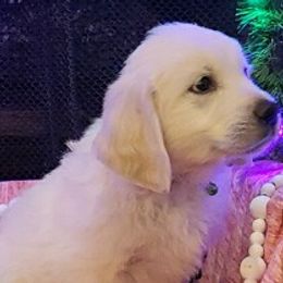 Mr. Green - Light golden Golden Retriever puppy in Conroe, Texas from Golden Keys Kennels