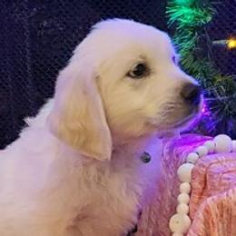Mr. Green - Light golden Golden Retriever puppy in Conroe, Texas from Golden Keys Kennels
