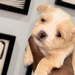 Yorkshire Terriers from SaintNicksWay