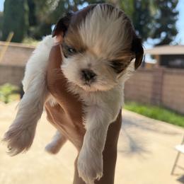Girl1 - Red and white female Shih Tzu puppy in Covina, California from Shih_doodle_Co