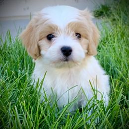 Cavachon, Cavalier King Charles Spaniel, and Cavapoo Puppies from Cavachon Love