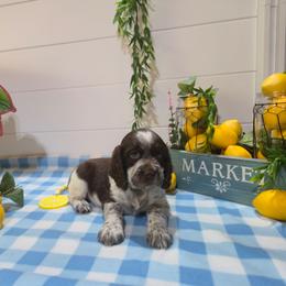 Janis JoplinGirl 3 - Liver white and tan female English Springer Spaniel puppy in Saginaw, Michigan from Kemerer Springers