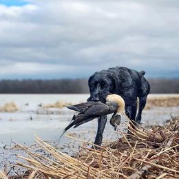 German Shepherds and German Wirehaired Pointers from Seelenfeuer German Shepherd Dogs
