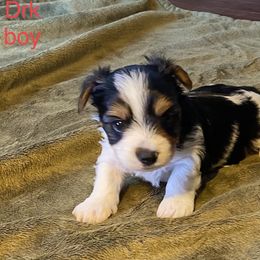 Biewer Terrier Puppies from Great Scotts Biewers