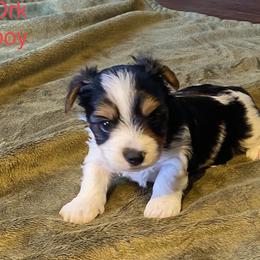 Biewer Terrier Puppies from Great Scotts Biewers