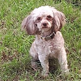 Mocha - Poodle