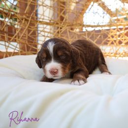 Rihanna - Brown female Bernedoodle puppy in from Little Golden Farm