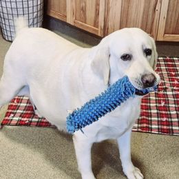 Cotton - Labrador Retriever