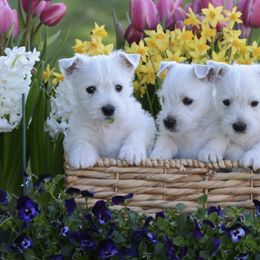 West Highland White Terriers from Berkshire Highlanders